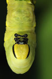 Death's Head Hawkmoth caterpillar