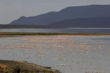 Flamingoes at Lake Bogoria, Kenya