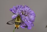 Narrow-bordered Bee Hawkmoth
