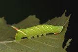 Lime Hawkmoth caterpillar