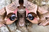 Eyed Hawkmoth