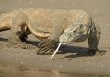 Komodo Dragons (Varanus komodoensis)