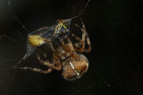 Garden Orb Spider (Araneus diadematus) capturing a wasp in its web, UK