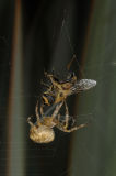 Garden Orb Spider (Araneus diadematus) with breakfast