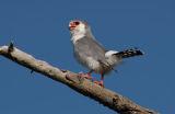 African Pygmy Falcon (Polihierax semitorquatus)