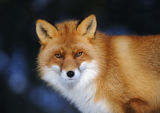 Red Fox (Vulpes vulpes) Norway