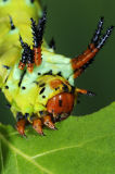 Regal Silkmoth caterpillar