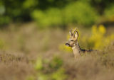 European Roe Deer (Capreolus capreolus) Holland
