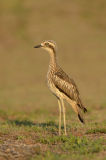 Bush Stone-curlew