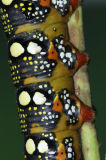 Spurge Hawkmoth caterpillar