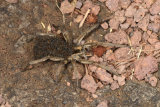 Wolf Spider