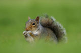Grey Squirrel (Sciurus carolinensis) UK