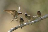 Barn Swallow