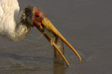 Yellow-billed Stork (Mycteria ibis) feeding on catfish