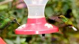 Hummingbirds