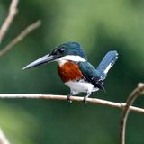 Amazon Kingfisher