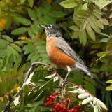 American Robin