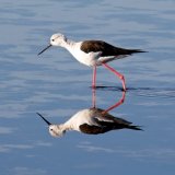 Black winged Stilt