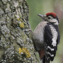 Juvenile Great Spotted Woodpecker