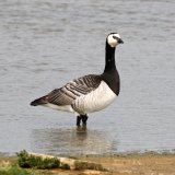 Barnacle Goose