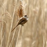 Bearded Tit (Female)