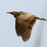 Bittern