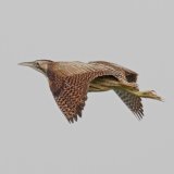 Bittern