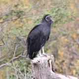 Black vulture