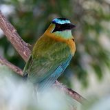 Blue crowned Mot Mot