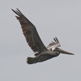 Brown Pelican