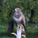 Buzzard