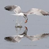 Common Tern