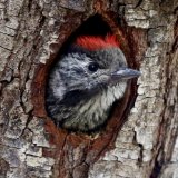 Juvenile Cardinal Woodpecker