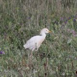Cattle Egret