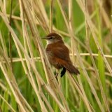 Cetti's Warbler