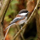Chestnut backed Chickadee
