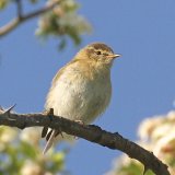 Chiffchaff