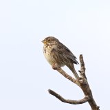 Corn Bunting