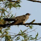 Cuckoos