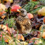 Fieldfare