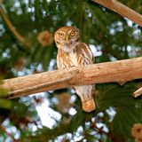 Ferruginous Pygmy Owl