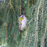 Firecrest