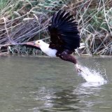 Fish Eagle - fishing.