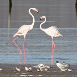Greater Flamingoes