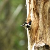 Great Spotted Woodpecker