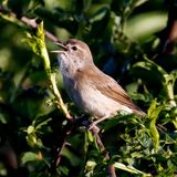 Garden Warbler