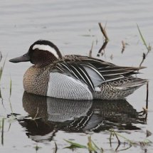 Garganey