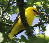 Golden Oriole