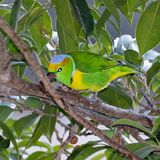 Golden crowned Chlorophonia