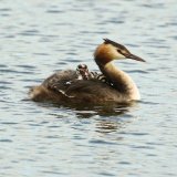 Great Crested Grebe with juvenile passenger.